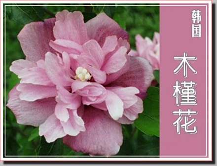 亚洲各国（地区）国花（区花）